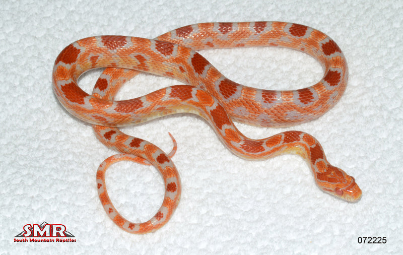 Fluorescent Amel 25" Female for sale by South Mountain Reptiles
