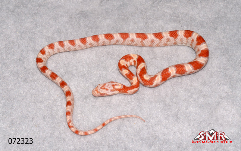 Sunkissed Amel 12" Male