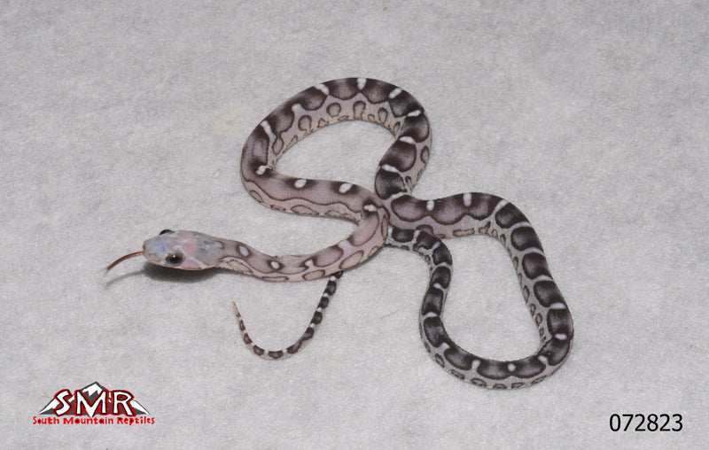 Scaleless Anery 14" Female Corn Snake