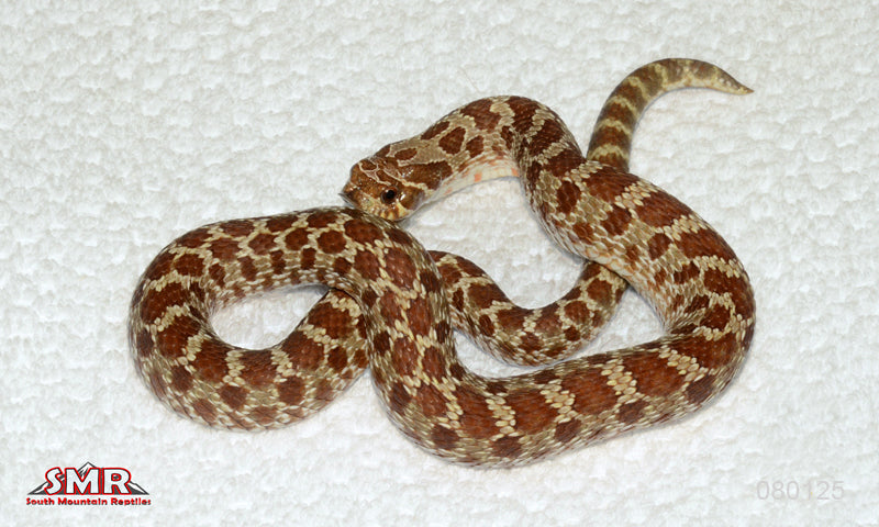 Western Hognose 18" Male for sale by South Mountain Reptiles