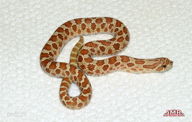 Western Hognose 16" Male for sale by South Mountain Reptiles