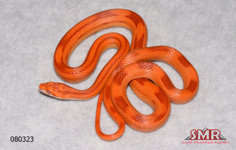 Striped Red Factor Amel 24" Female