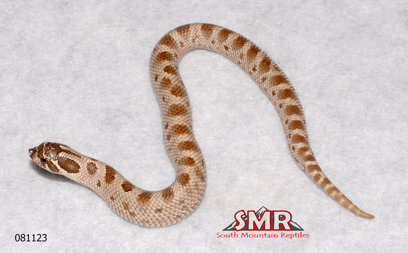 Anaconda Hognose 7" Female