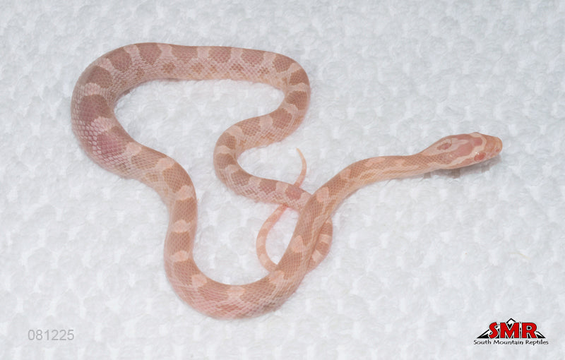 Coral Snow 12" Male for sale by South Mountain Reptiles