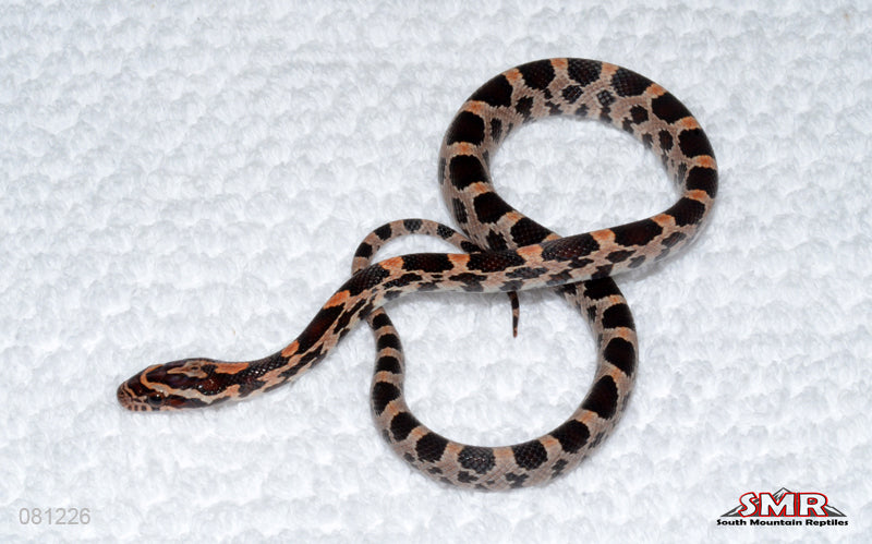 Extreme SMR Okeetee from German Red Hatch Fluorescent male for sale by South Mountain Reptiles