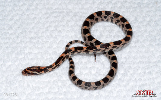 Extreme SMR Okeetee from German Red Hatch Fluorescent male for sale by South Mountain Reptiles