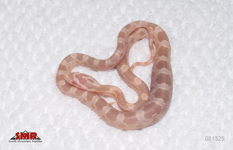 Salmon Snow 12" Female for sale by South Mountain Reptiles