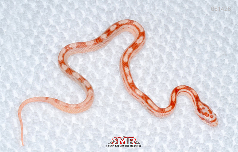 Weirdo Amel Motley male for sale by South Mountain Reptiles