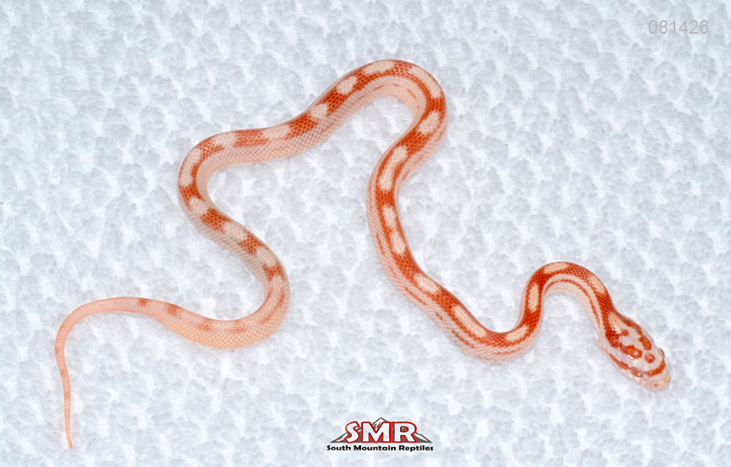Weirdo Amel Motley male for sale by South Mountain Reptiles