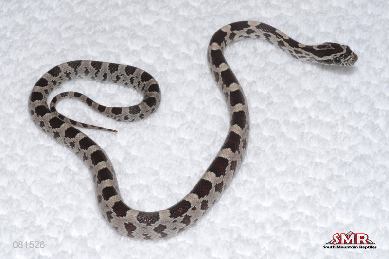 Miami Morph Female for sale by South Mountain Reptiles