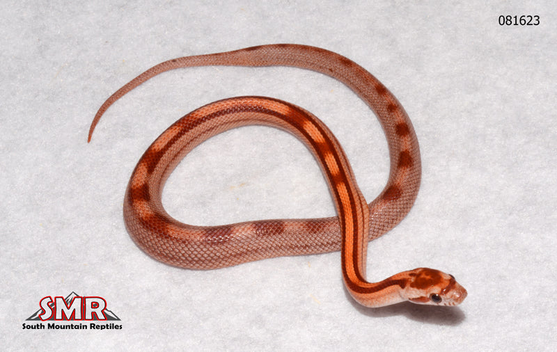 Red Factor Snake Striped Red Factor 12