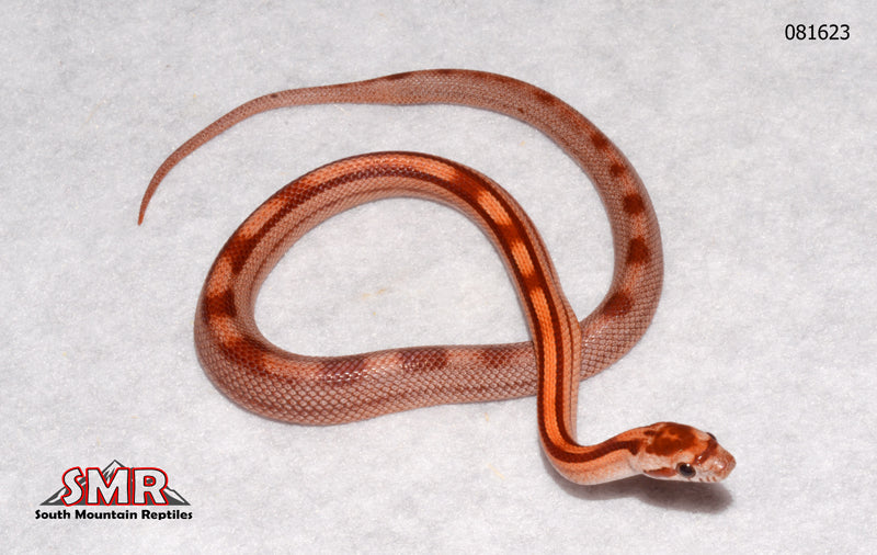 Striped Red Factor 12" Female