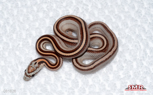 Weirdo Motley Tessera, het Amel female for sale by South Mountain Reptiles
