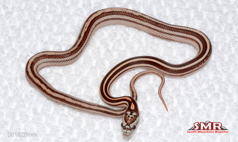 Weirdo Miami Motley Tessera female for sale by South Mountain Reptiles