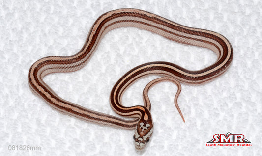 Weirdo Miami Motley Tessera female for sale by South Mountain Reptiles