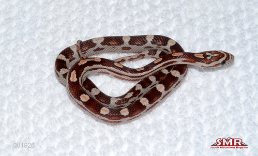 Weirdo Miami Motley female for sale by South Mountain Reptiles