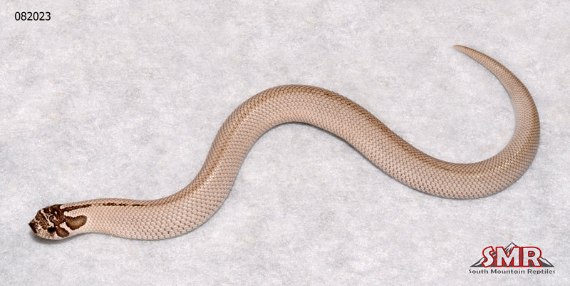 Super Anaconda Hognose 7" Female