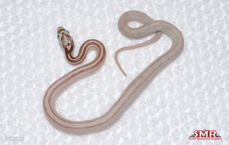 Weirdo Miami Motley Tessera male for sale by South Mountain Reptiles