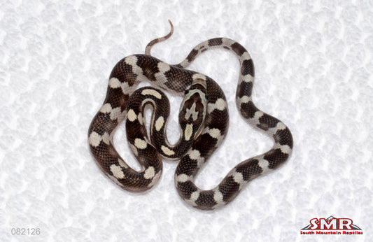 Anery Motley Het Red Factor male for sale by South Mountain Reptiles