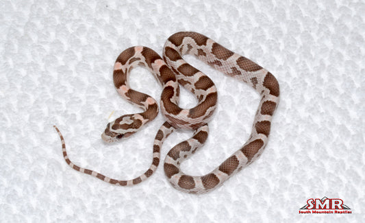 Heliconia male for sale by South Mountain Reptiles