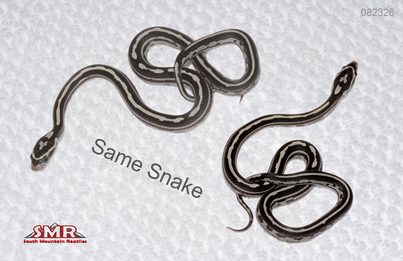 Anery Tessera, het Red Factor FEMALE for sale by South Mountain Reptiles