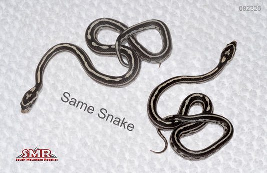 Anery Tessera, het Red Factor FEMALE for sale by South Mountain Reptiles