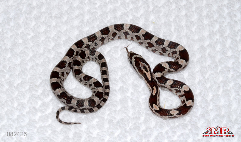 Extreme Miami, pos-het Palmetto FEMALE for sale by South Mountain Reptiles