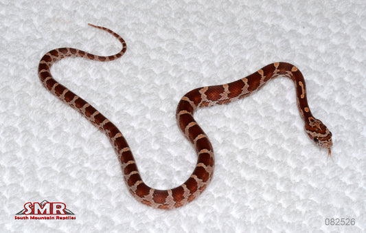 Banded Female for sale by South Mountain Reptiles