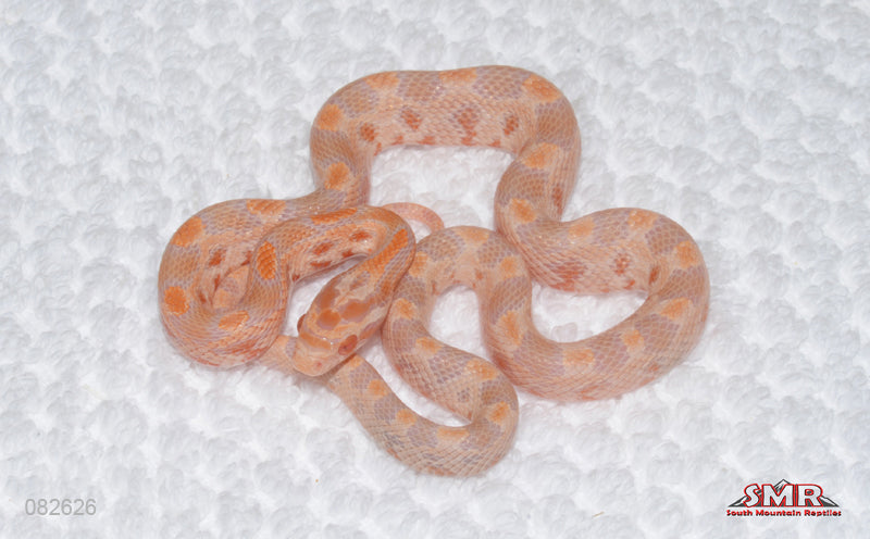 Fluorescent RH/WH male for sale by South Mountain Reptiles