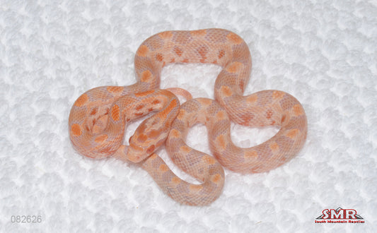 Fluorescent RH/WH male for sale by South Mountain Reptiles