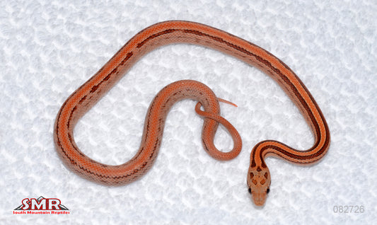 Weirdo Tessera Male for sale by South Mountain Reptiles