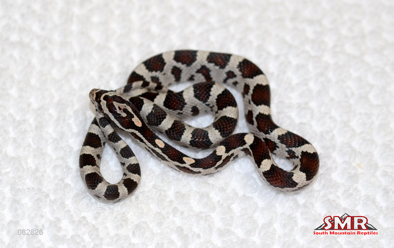 Miami morph Female for sale by South Mountain Reptiles