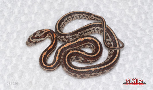 Tessera male for sale by South Mountain Reptiles