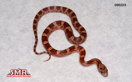 Bloodred 14" Male