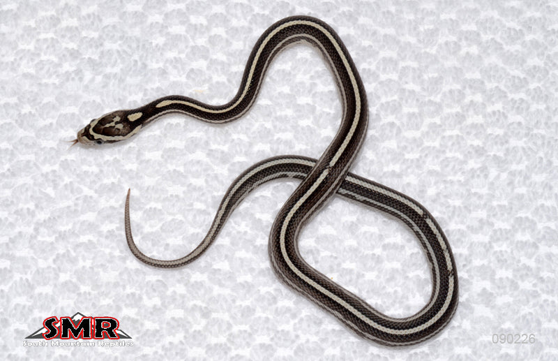 Anery Tessera, het Amel/RF female for sale by South Mountain Reptiles