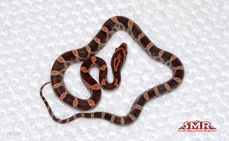 Red Okeetee (het RC and RF) female for sale by South Mountain Reptiles