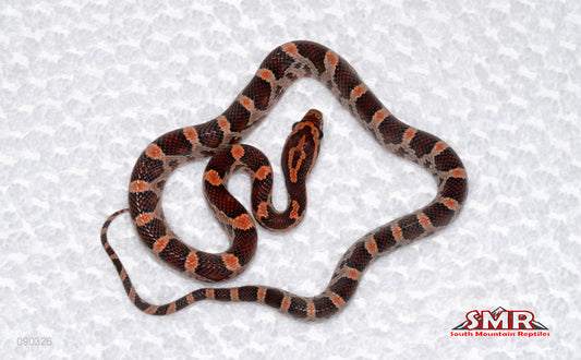 Red Okeetee (het RC and RF) female for sale by South Mountain Reptiles