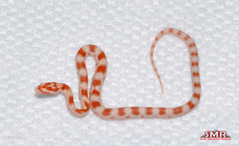 Reverse Okeetee Female for sale by South Mountain Reptiles