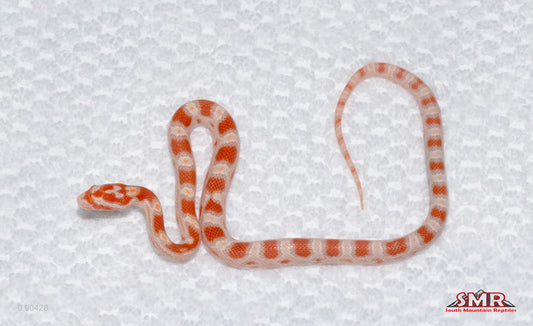 Reverse Okeetee Female for sale by South Mountain Reptiles
