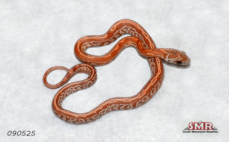 Sunkissed Hypo Okeetee 11" Male for sale by South Mountain Reptiles