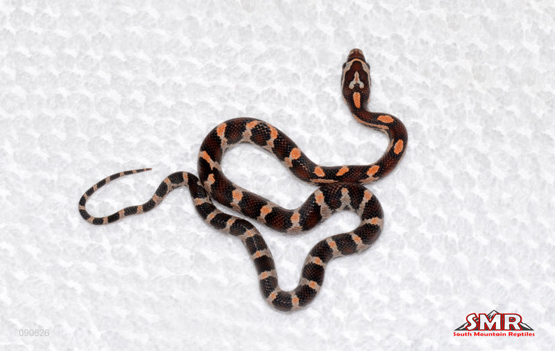 Banded Extreme Okeetee Female for sale by South Mountain Reptiles