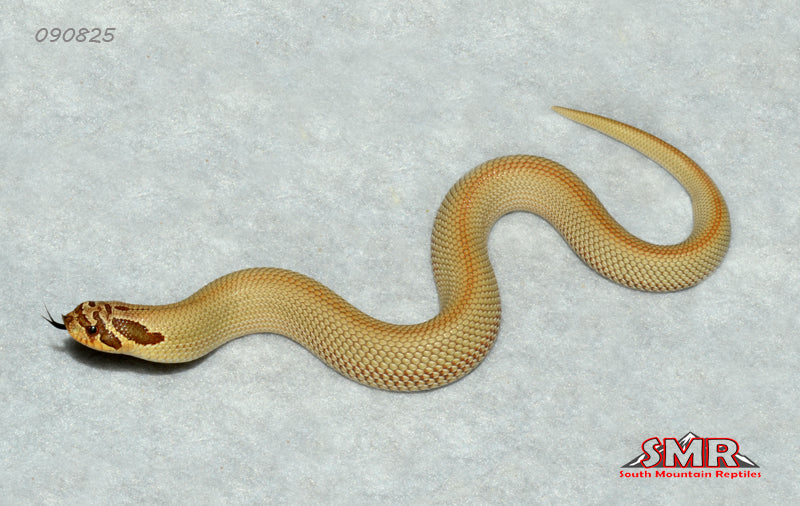 Super 'Conda Hognose 7" male for sale by South Mountain Reptiles