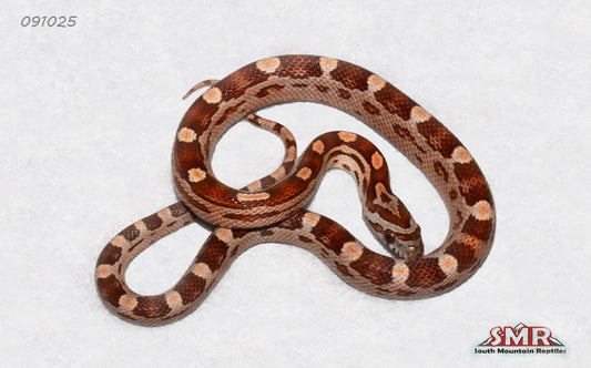 Motley Het Anery 12" Male for sale by South Mountain Reptiles