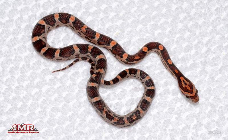 Red Okeetee, het RCand het RF female for sale by South Mountain Reptiles