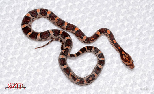 Red Okeetee, het RCand het RF female for sale by South Mountain Reptiles