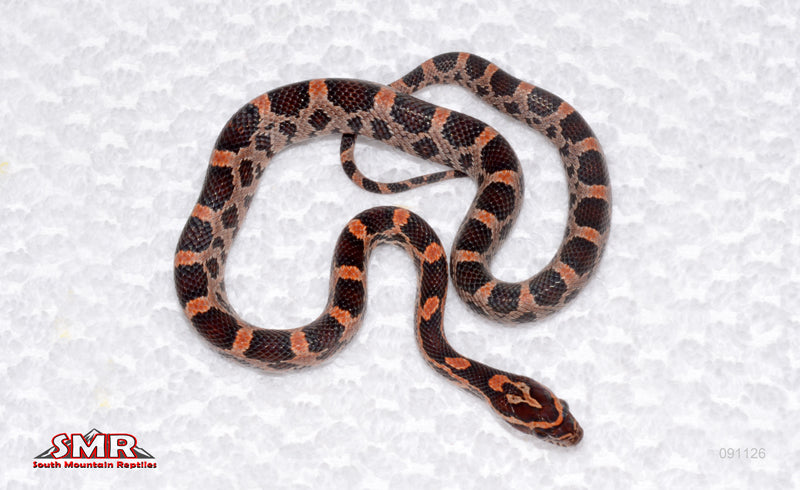 Extreme Okeetee from Red Hatch Fluorescent-female for sale by South Mountain Reptiles