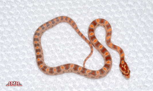 Ultramel male