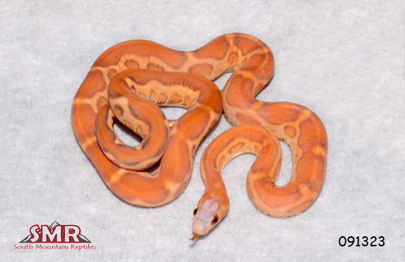 Scaleless 26" Female