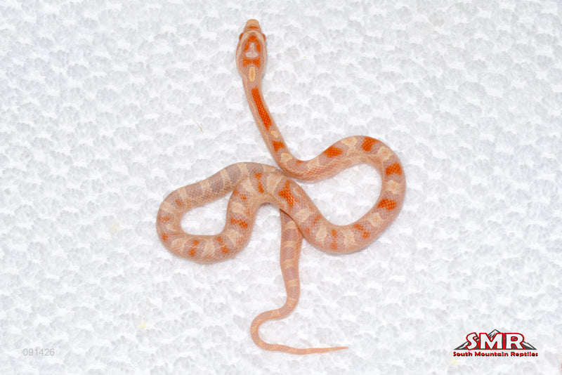 Yellow Reverse Okeetee-female for sale by South Mountain Reptiles