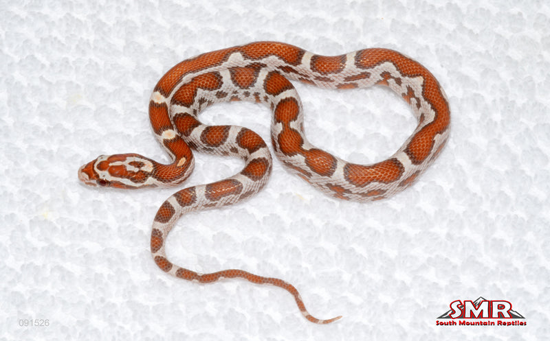 Ultramel - female for sale by South Mountain Reptiles